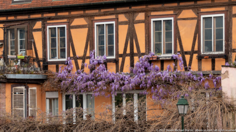 Purple wisteria drapes across an ochre half-timbered façade with dark beams and white-trimmed windows.