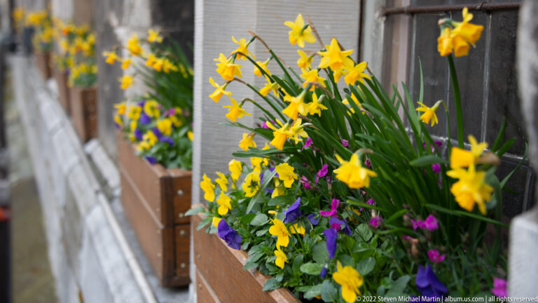 Wooden window box filled with yellow daffodils and purple-blue spring flowers beside an older masonry façade.