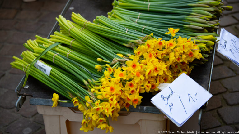 Bundles of yellow daffodils with long green stems displayed for sale beside a handwritten price sign.