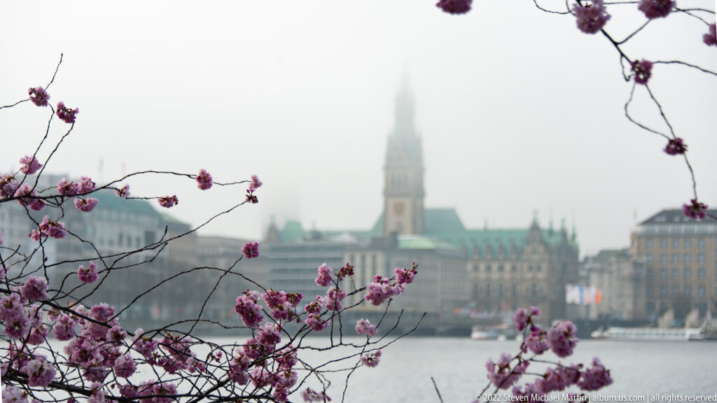 Pink flowering branches framing Hamburg Rathaus and waterfront buildings across the Binnenalster in light haze.