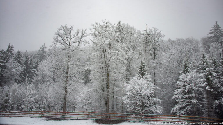 Snow-covered mixed forest with conifers, bare deciduous trees, and a low rail at the edge of a clearing.