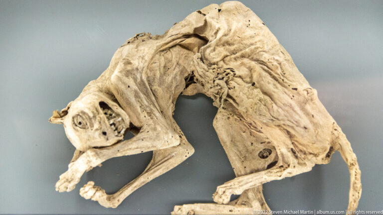 Curled preserved small mammal specimen with exposed skull, teeth, limbs, tail, and dried tissue on a gray surface.