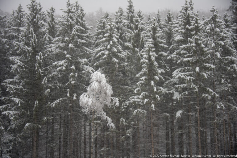 Dense conifer forest dusted with snow, with dark vertical trunks and a lighter drooping tree near the center.
