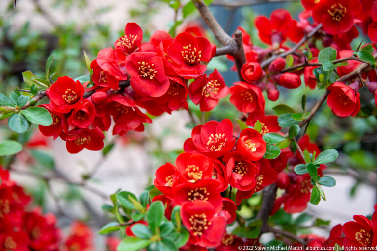 Dense clusters of bright red quince-like blossoms with golden stamens and fresh green leaves on woody branches.