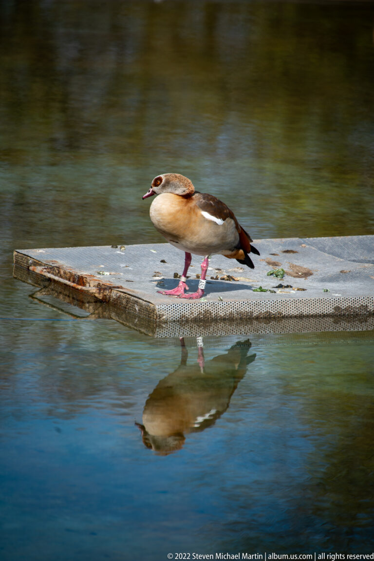 Egyptian goose with chestnut eye patch and pink legs standing on a floating platform above calm water.