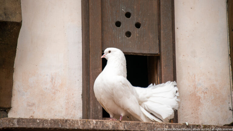 White pigeon with fanned tail standing on a wooden sill beside a small loft opening.