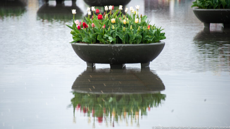Round planter filled with red, white, and yellow tulips reflected in shallow water.