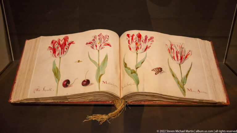 Open botanical manuscript with four painted tulips, leaves, small insects, and handwritten annotations.