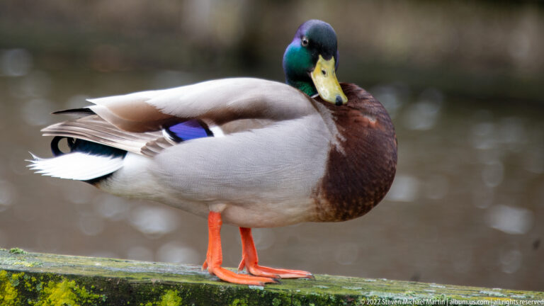 Adult male mallard with green head, chestnut breast, gray body, and orange legs standing beside water.