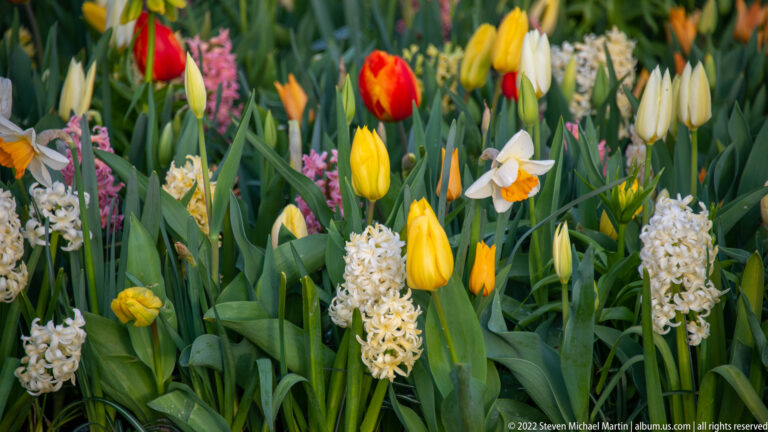 Yellow and red tulips among cream hyacinths, daffodils, and other spring flowers.