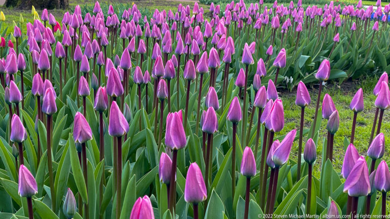Dense rows of purple tulips, mostly closed in elongated buds, rising above upright blue-green leaves.
