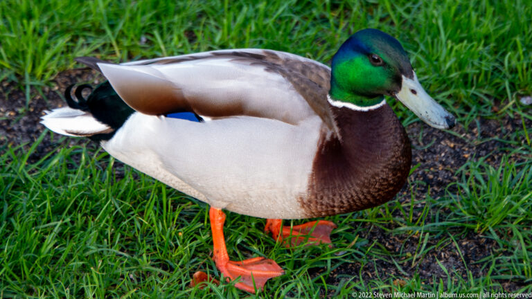 Male mallard standing on grass, showing a green head, white neck ring, chestnut breast, gray body, and orange feet.