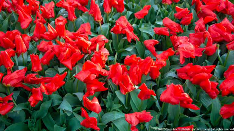 Dense bed of vivid red tulips with strongly ruffled and irregular petals.