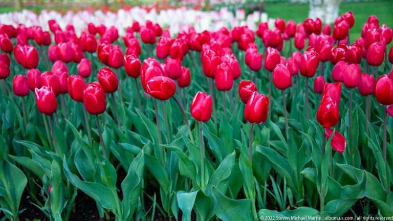 Rows of deep pink-red tulips at even height, with background flowers softly out of focus.