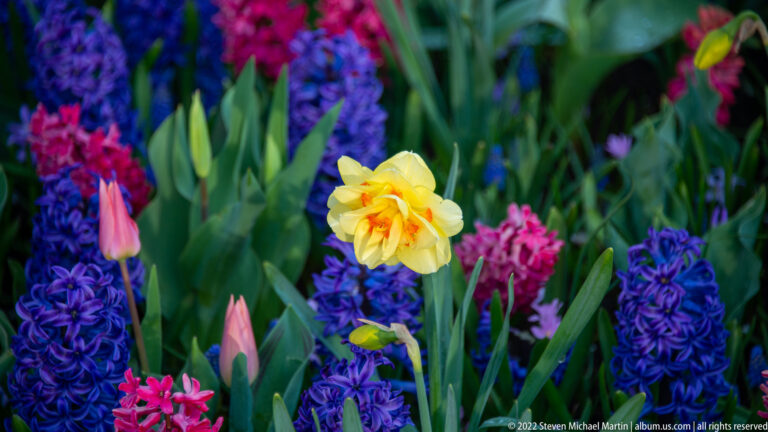 Yellow double daffodil in focus among purple hyacinths, pink flower spikes, and other spring bulbs.
