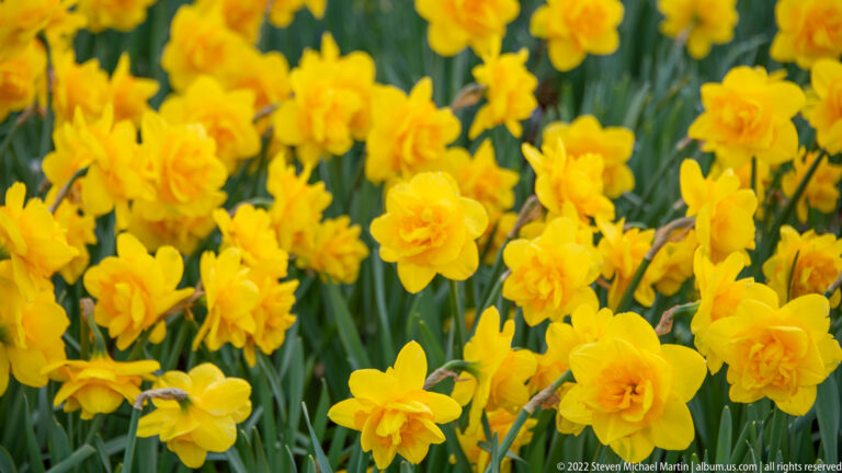 Dense bed of double yellow daffodils with ruffled centers and narrow green leaves.
