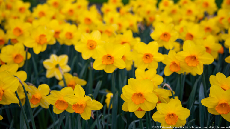 Yellow daffodils with orange cups in a dense bed, with rear flowers softly blurred.