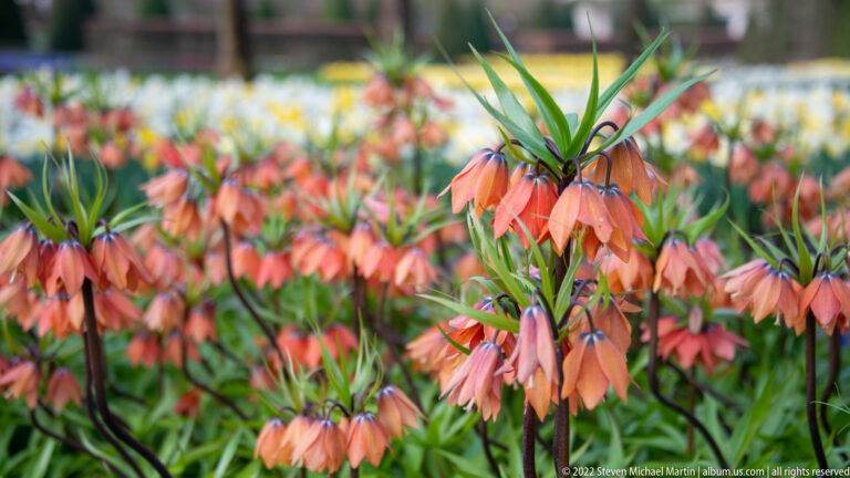 Orange crown imperial flowers hanging beneath tufts of narrow green leaves, with blurred tulips behind.