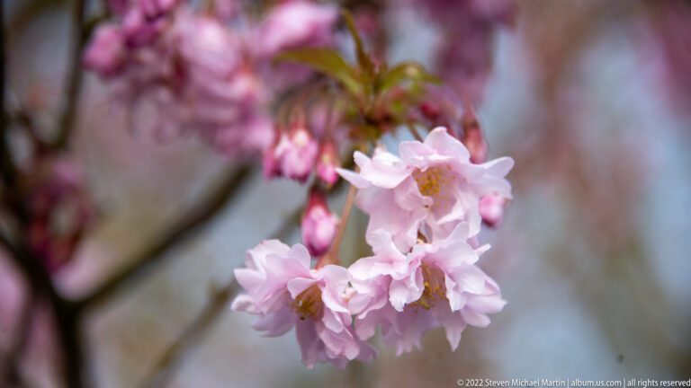 Cluster of pale pink double cherry blossoms hanging from a branch against a softly blurred background.