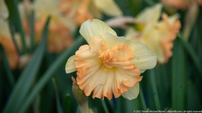 Close-up of a cream double daffodil with a ruffled apricot-peach center against soft foliage.