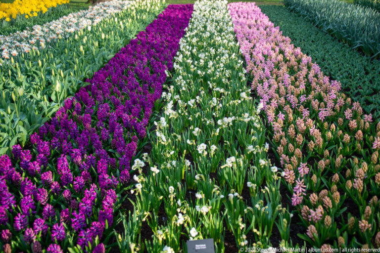 Parallel rows of purple, white, and pale pink spring flowers arranged as long diagonal bands.