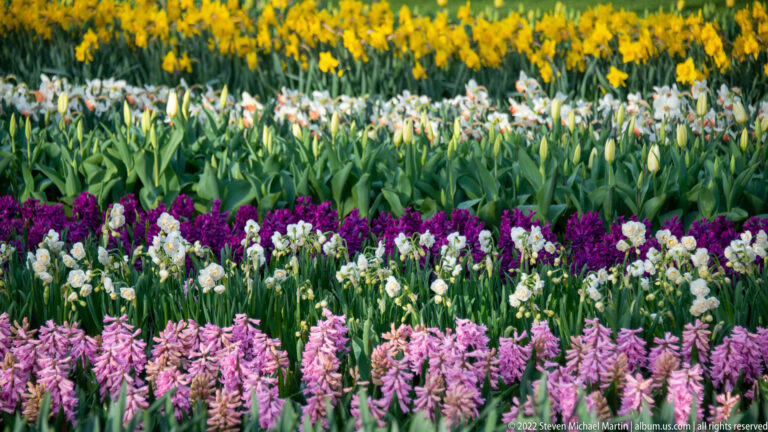 Layered bands of pink and purple hyacinths, white flowers, mixed tulips, and yellow daffodils.