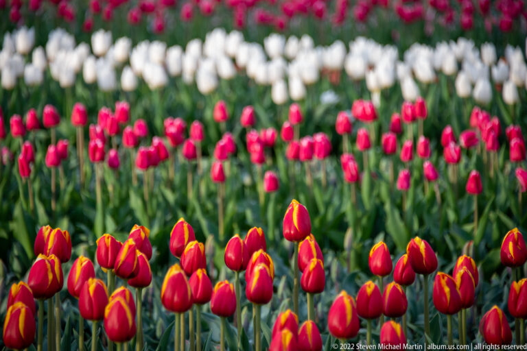 Red tulips marked with yellow in front, with blurred rows of red and white tulips behind.