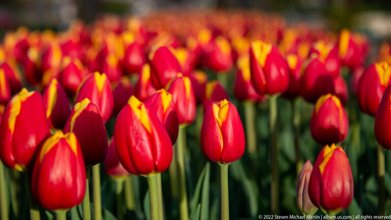 Close view of red tulips with bold yellow flame-like markings on their petals.