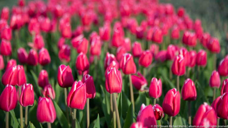 Pink tulips in staggered rows, with sharp foreground blooms and a softly blurred background.