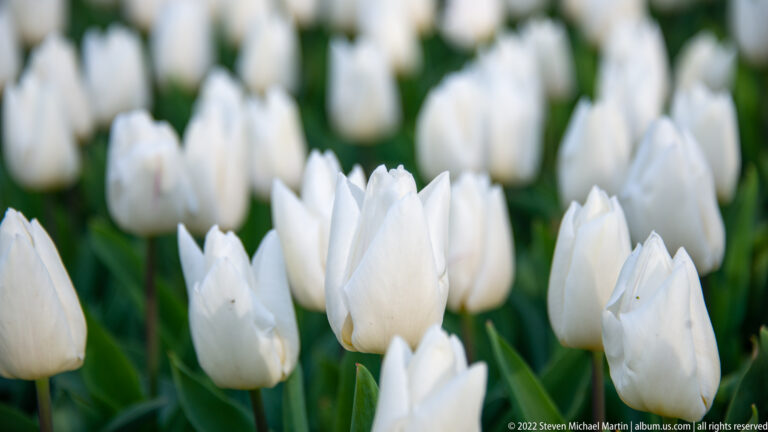 White tulips in close view rise among green leaves, with additional white blooms softly blurred behind them.