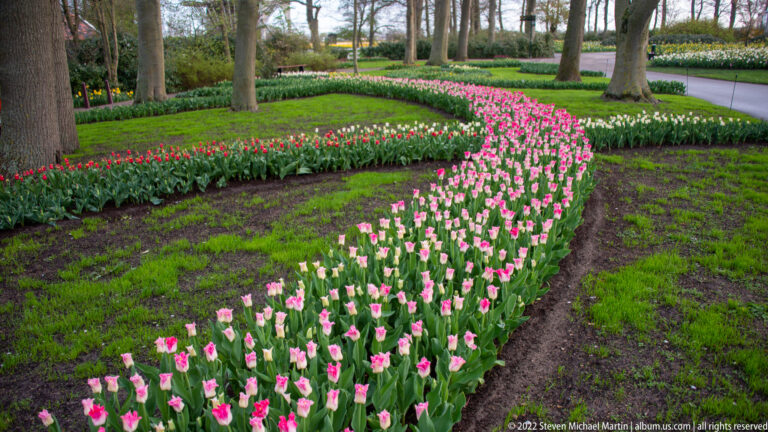 Curving rows of pink and white tulips wind through grass and mature trees beside other spring flower beds.