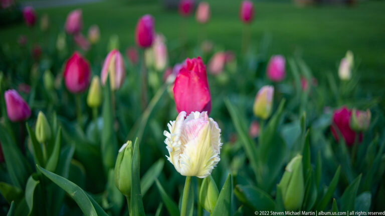 Cream ruffled parrot tulip in sharp focus with pink tulips and green foliage blurred behind it.