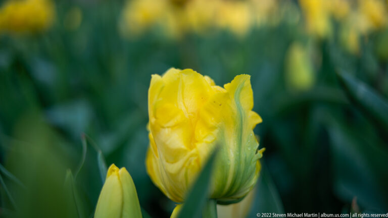 Yellow ruffled tulip bud partly opening among green leaves, with blurred yellow flowers in the background.