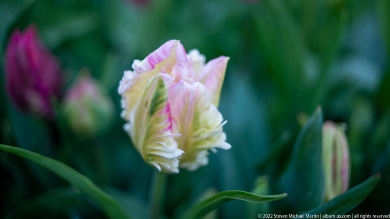 Cream and pink ruffled tulip with feathered petals stands against dark green foliage and unopened buds.