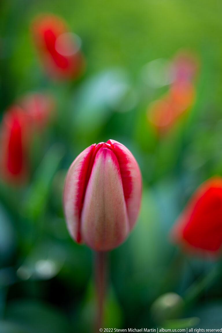 Closed cream tulip bud with broad crimson-red margins against softly blurred green foliage and red flowers.