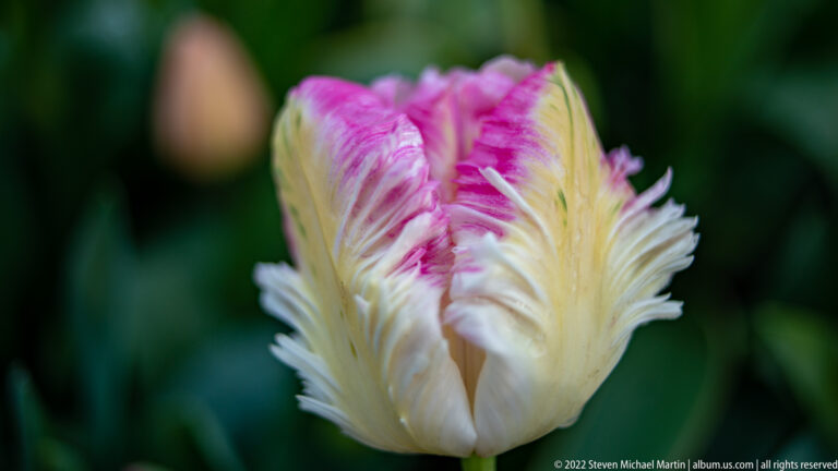 Cream parrot tulip with magenta streaks and deeply feathered petals against a dark green background.
