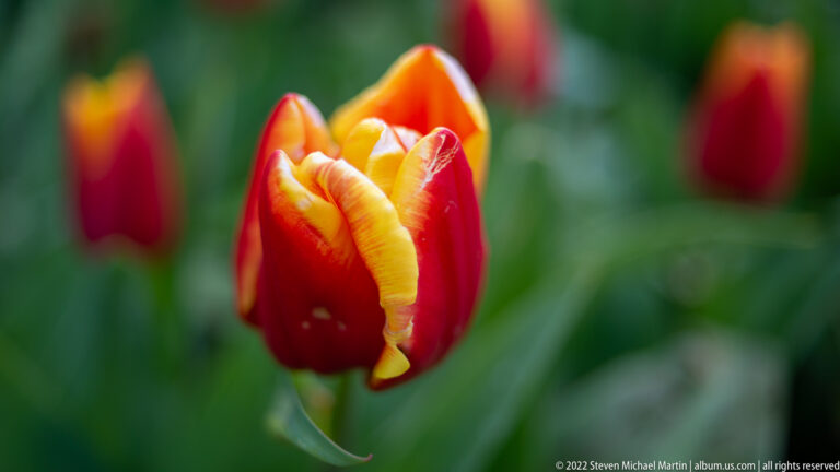Red tulip with yellow inner petals and curled irregular edges, isolated against blurred red flowers and foliage.