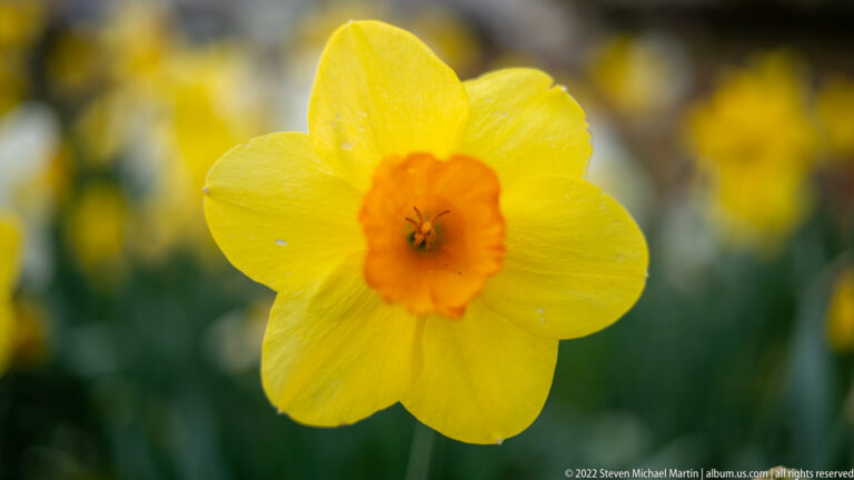 Yellow daffodil viewed frontally, with an orange central corona and blurred yellow daffodils behind it.