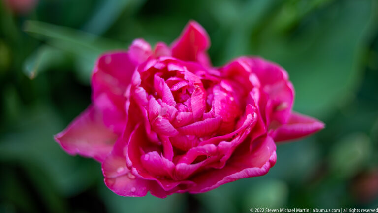 Double magenta tulip with many layered petals forming a dense rosette against green leaves.