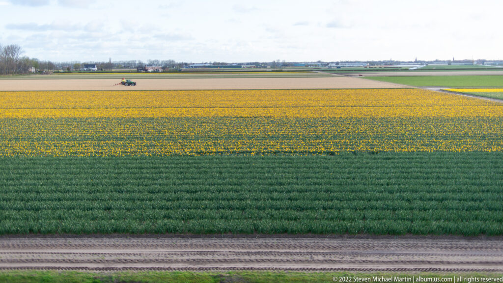 Wide view of yellow and green bulb fields divided into long horizontal bands with farm tracks and distant buildings.