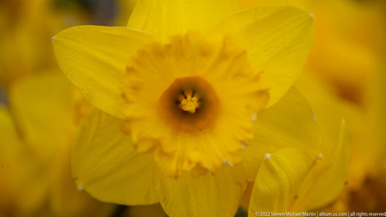 Close-up of a yellow daffodil with a dark-centered trumpet against a softly blurred yellow background.