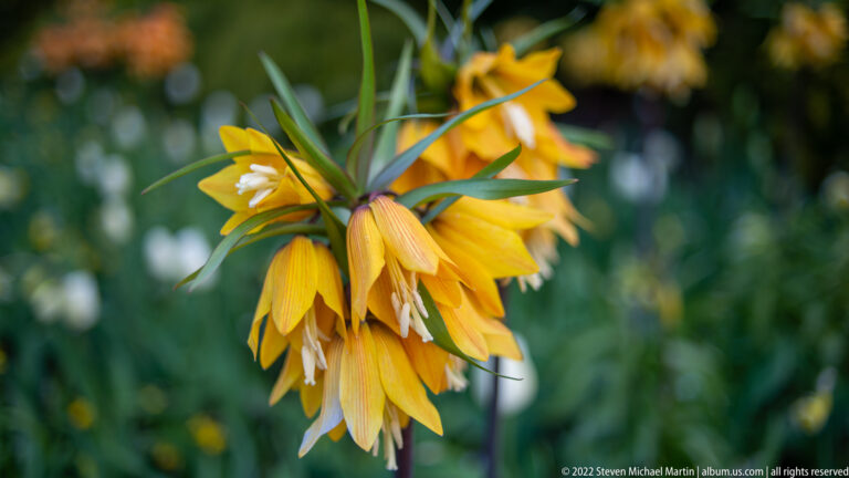 Cluster of yellow-orange crown imperial bells hanging beneath narrow green leaves, with pale stamens visible.