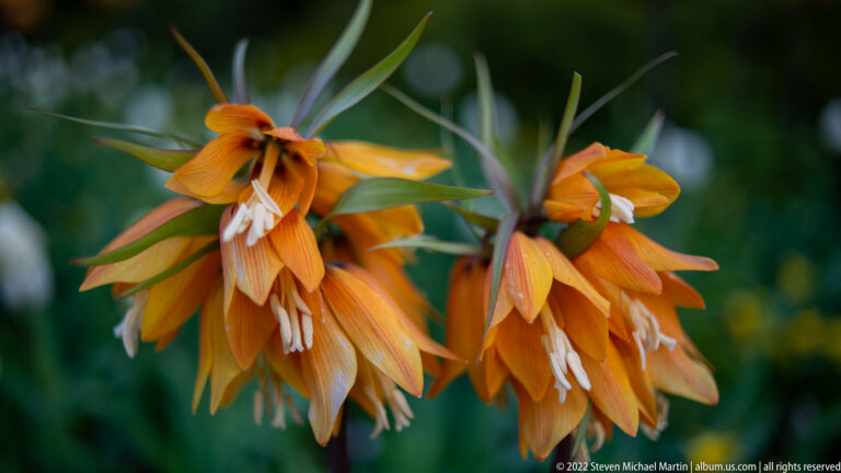 Two orange crown imperial clusters with drooping bell-shaped flowers, pale stamens, and narrow leaves above.
