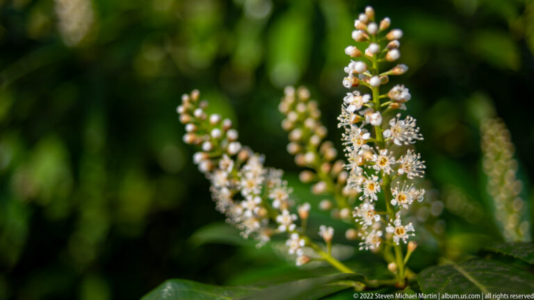 Upright spikes of small white flowers and buds rise above glossy green leaves on an evergreen shrub.