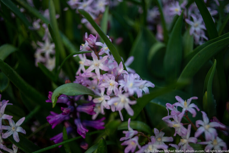 Pink and lavender hyacinth flower spikes grow closely together among broad green leaves.