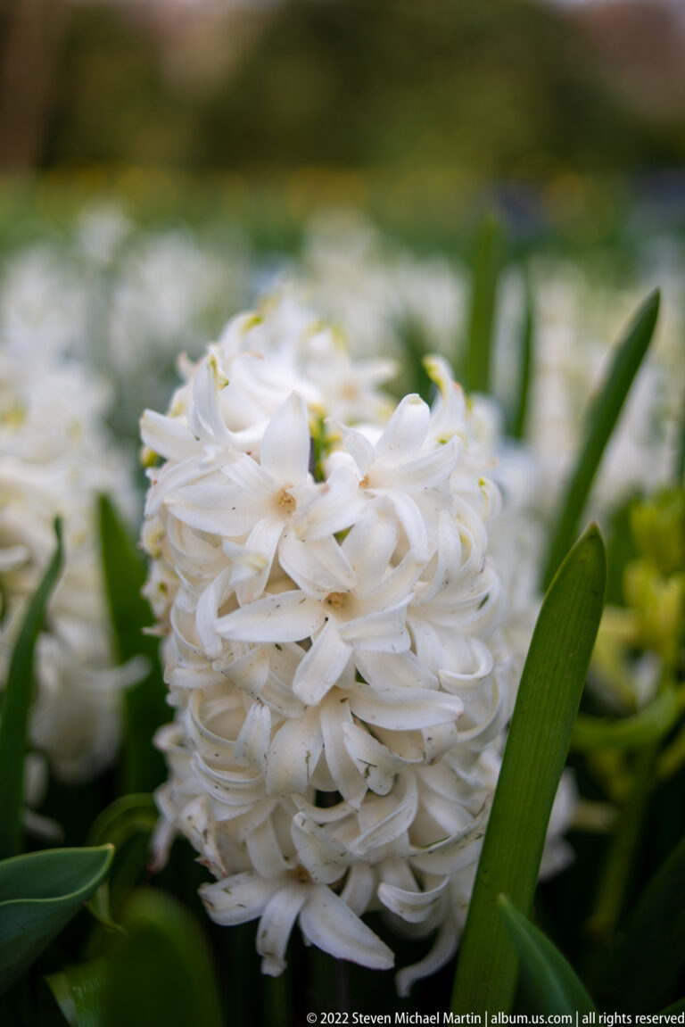 Dense white hyacinth flower spike in close focus with broad leaves and more white blooms blurred behind.