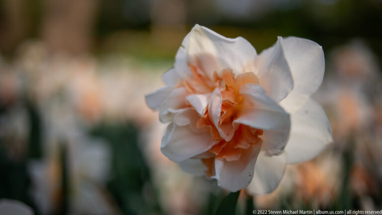 White double daffodil with a ruffled peach-orange center stands against a softly blurred spring flower bed.