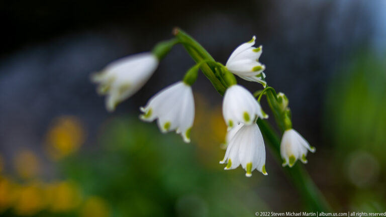 White summer snowflake bells with green petal tips hang in a cluster from one arching green stem.
