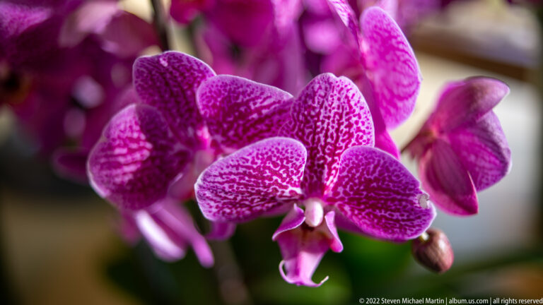 Close view of magenta orchid blossoms with pale veining, mottled petals, and a sharply focused central flower.
