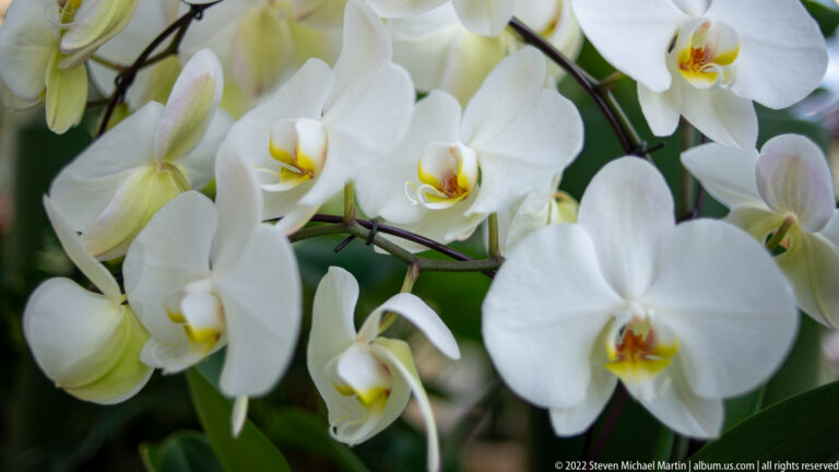 Dense cluster of white orchids with yellow-and-pink centers on arching stems against a soft background.